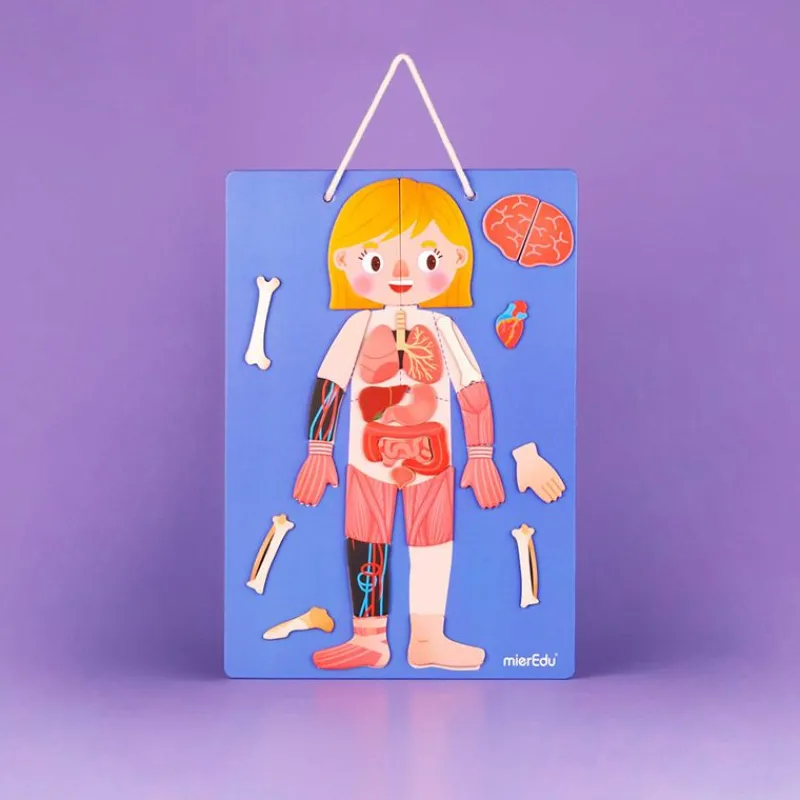 mierEdu Magneter*Magnetisk Legesaet - Laer Om Kroppens Funktioner